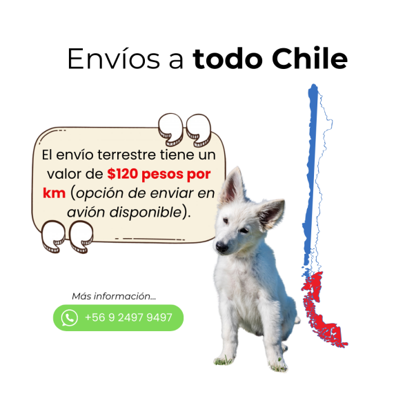 Envios_todo_chile_cachorros_pastor_suizo
